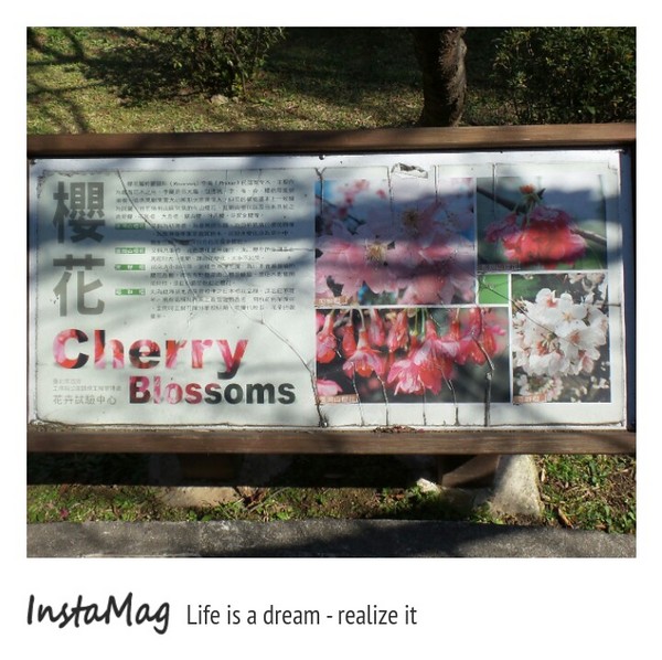 台北市花卉試驗中心：2015陽明山櫻花季花卉試驗中心