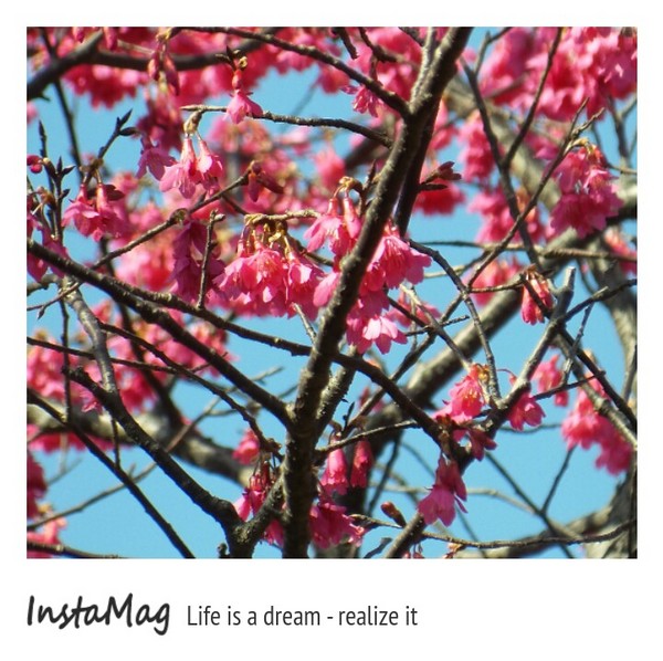 台北市花卉試驗中心：2015陽明山櫻花季花卉試驗中心