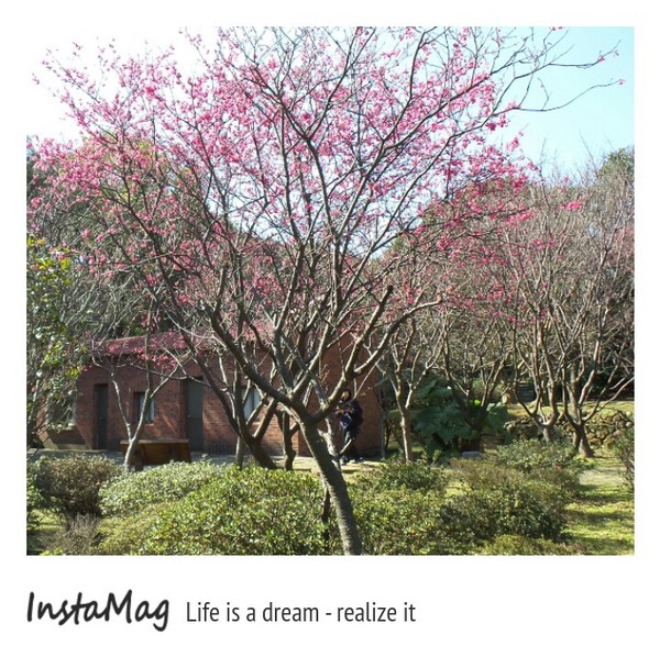 台北市花卉試驗中心：2015陽明山櫻花季花卉試驗中心