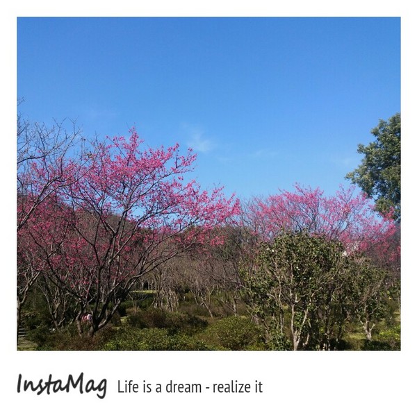 台北市花卉試驗中心：2015陽明山櫻花季花卉試驗中心