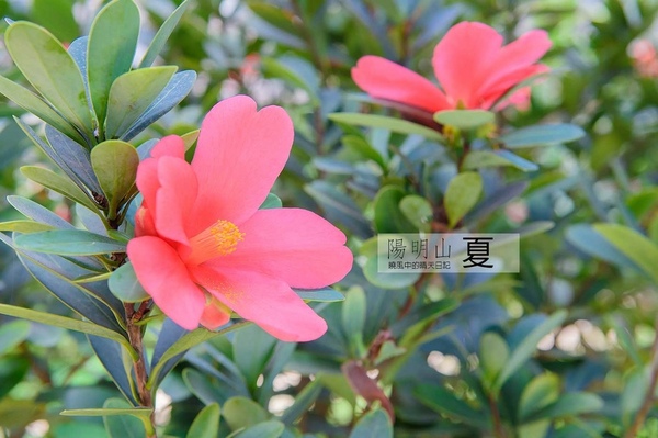 花卉試驗中心:【台北 | 陽明山】享受夏季花開蝴蝶飛舞的免費熱門婚紗拍攝點 陽明山花卉試驗中心