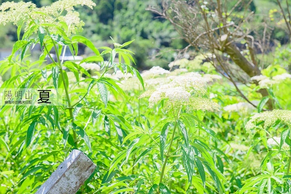 花卉試驗中心:【台北 | 陽明山】享受夏季花開蝴蝶飛舞的免費熱門婚紗拍攝點 陽明山花卉試驗中心