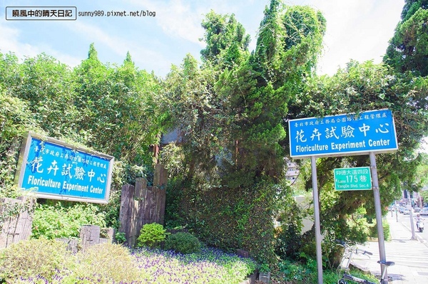 花卉試驗中心:【台北 | 陽明山】享受夏季花開蝴蝶飛舞的免費熱門婚紗拍攝點 陽明山花卉試驗中心