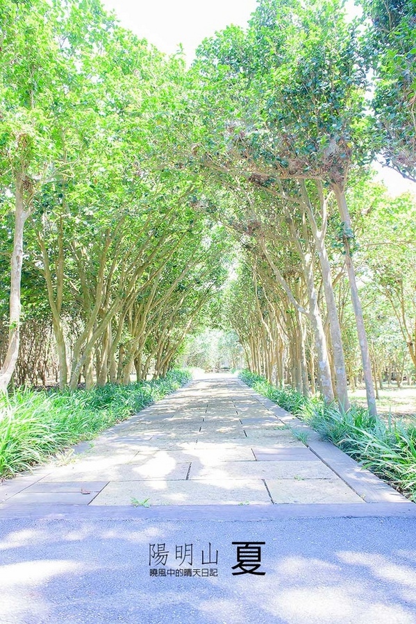 花卉試驗中心:【台北 | 陽明山】享受夏季花開蝴蝶飛舞的免費熱門婚紗拍攝點 陽明山花卉試驗中心