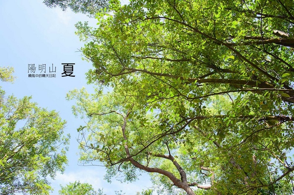 花卉試驗中心:【台北 | 陽明山】享受夏季花開蝴蝶飛舞的免費熱門婚紗拍攝點 陽明山花卉試驗中心