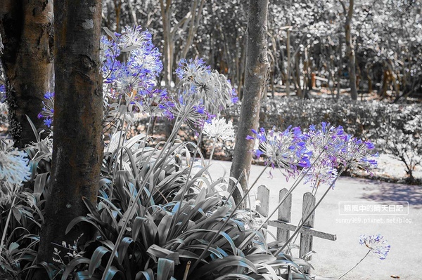 花卉試驗中心:【台北 | 陽明山】享受夏季花開蝴蝶飛舞的免費熱門婚紗拍攝點 陽明山花卉試驗中心