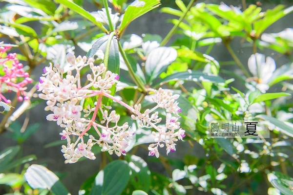花卉試驗中心:【台北 | 陽明山】享受夏季花開蝴蝶飛舞的免費熱門婚紗拍攝點 陽明山花卉試驗中心