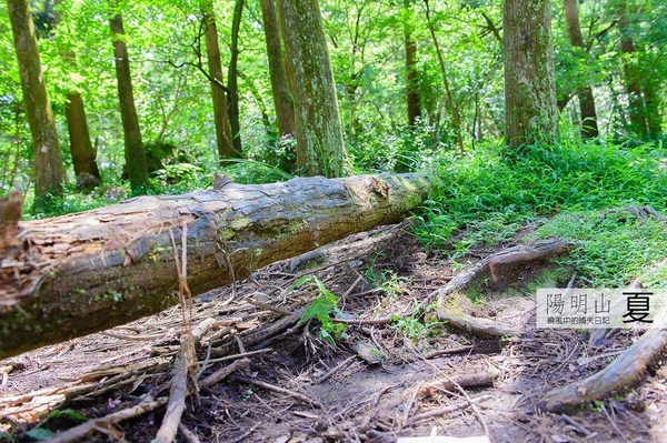 花卉試驗中心:【台北 | 陽明山】享受夏季花開蝴蝶飛舞的免費熱門婚紗拍攝點 陽明山花卉試驗中心