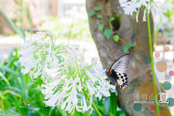 花卉試驗中心:【台北 | 陽明山】享受夏季花開蝴蝶飛舞的免費熱門婚紗拍攝點 陽明山花卉試驗中心