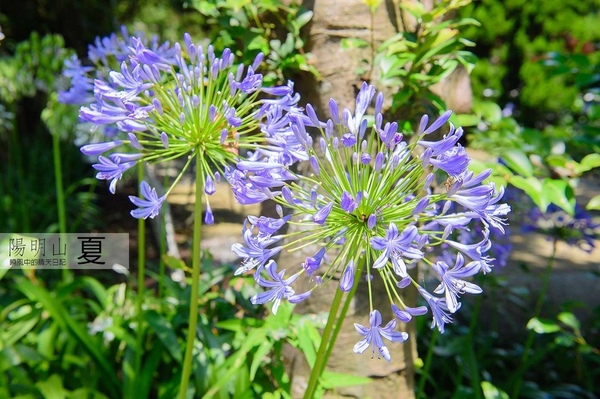 花卉試驗中心:【台北 | 陽明山】享受夏季花開蝴蝶飛舞的免費熱門婚紗拍攝點 陽明山花卉試驗中心
