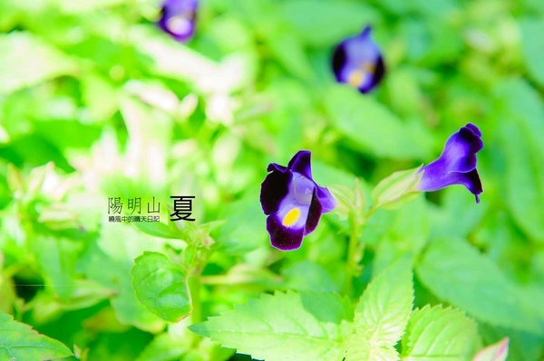 花卉試驗中心:【台北 | 陽明山】享受夏季花開蝴蝶飛舞的免費熱門婚紗拍攝點 陽明山花卉試驗中心