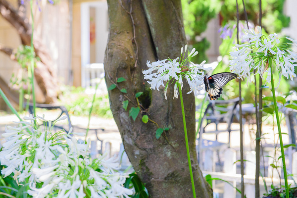 花卉試驗中心:【台北 | 陽明山】享受夏季花開蝴蝶飛舞的免費熱門婚紗拍攝點 陽明山花卉試驗中心