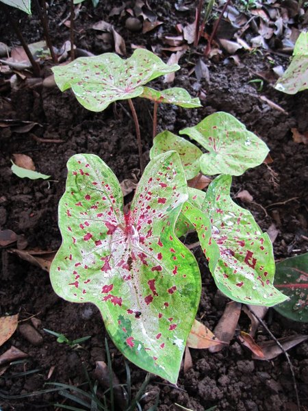 台北市花卉試驗中心:花卉試驗中心 - 免費的美麗後花園