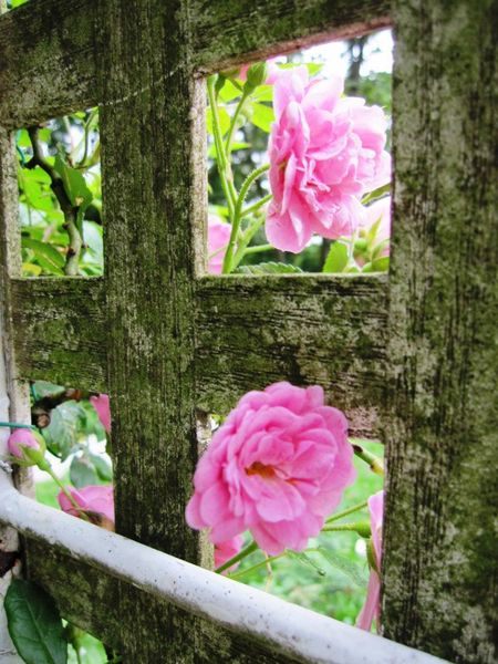 台北市花卉試驗中心:花卉試驗中心 - 免費的美麗後花園