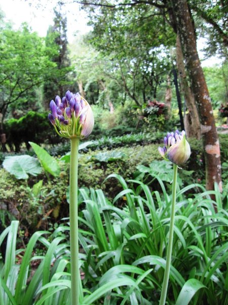 台北市花卉試驗中心:花卉試驗中心 - 免費的美麗後花園