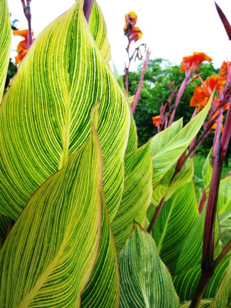 台北市花卉試驗中心:花卉試驗中心 - 免費的美麗後花園