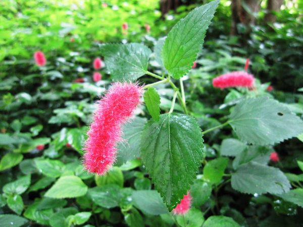 台北市花卉試驗中心:花卉試驗中心 - 免費的美麗後花園