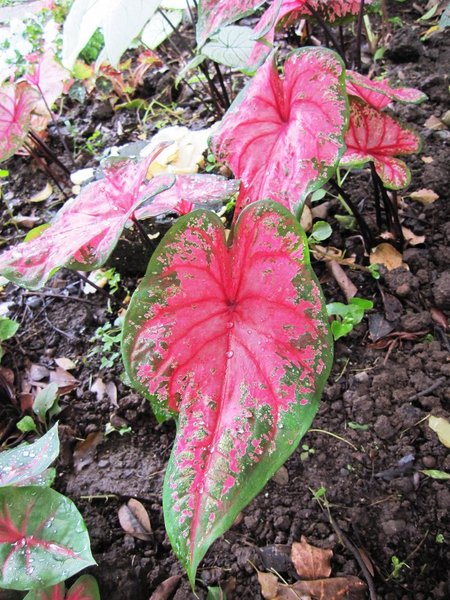 台北市花卉試驗中心:花卉試驗中心 - 免費的美麗後花園
