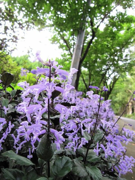 台北市花卉試驗中心:花卉試驗中心 - 免費的美麗後花園