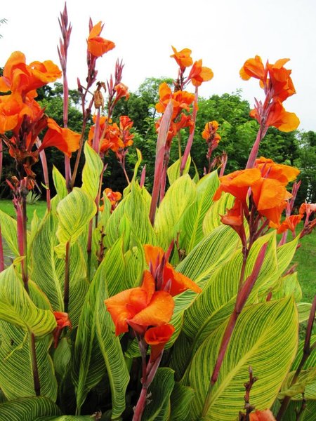 台北市花卉試驗中心:花卉試驗中心 - 免費的美麗後花園