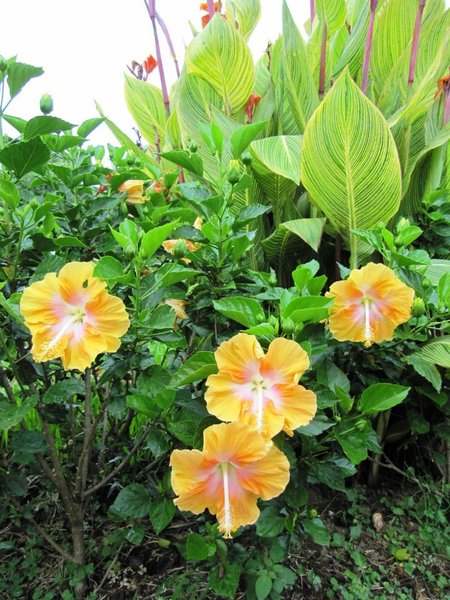 台北市花卉試驗中心:花卉試驗中心 - 免費的美麗後花園