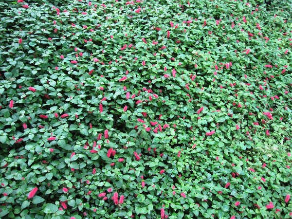 台北市花卉試驗中心:花卉試驗中心 - 免費的美麗後花園