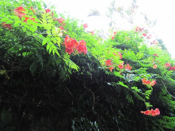 台北市花卉試驗中心:花卉試驗中心 - 免費的美麗後花園