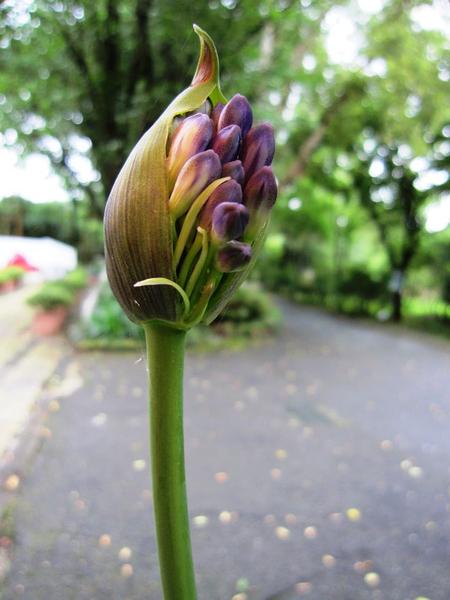 台北市花卉試驗中心:花卉試驗中心 - 免費的美麗後花園
