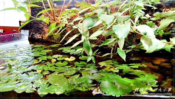 關渡自然公園:【台北市/北投】超大鳥窩你看過嗎??♪♪關渡自然公園♪♪