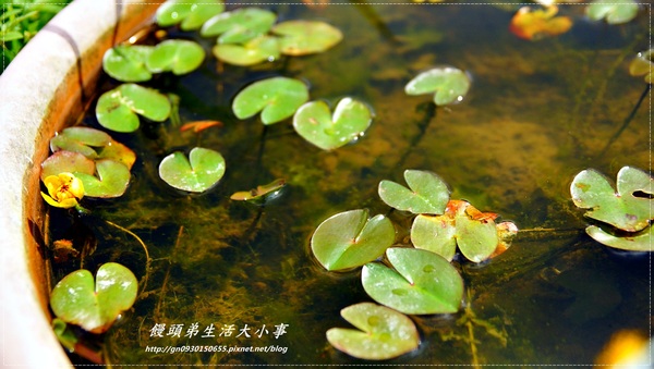 關渡自然公園:【台北市/北投】超大鳥窩你看過嗎??♪♪關渡自然公園♪♪