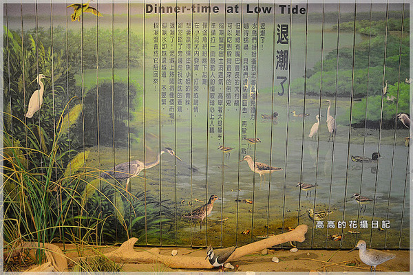 關渡自然公園：【臺北】北投區。關渡自然公園