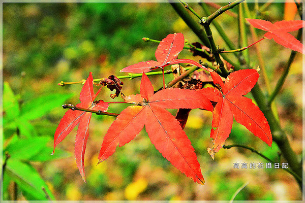 關渡自然公園：【臺北】北投區。關渡自然公園