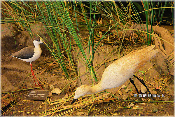 關渡自然公園：【臺北】北投區。關渡自然公園