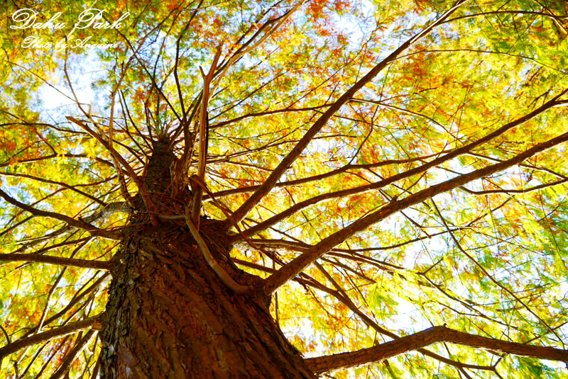 廖西瓜＠台北內湖大湖公園24