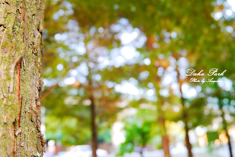 廖西瓜＠台北內湖大湖公園42