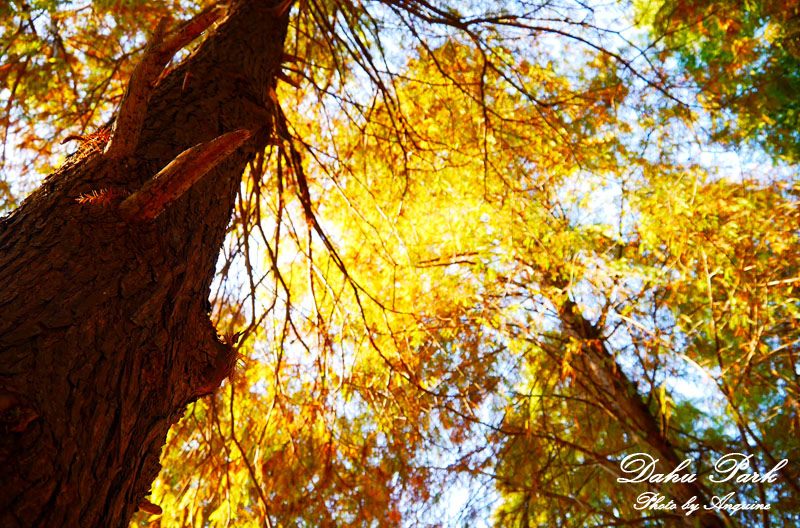 廖西瓜＠台北內湖大湖公園6