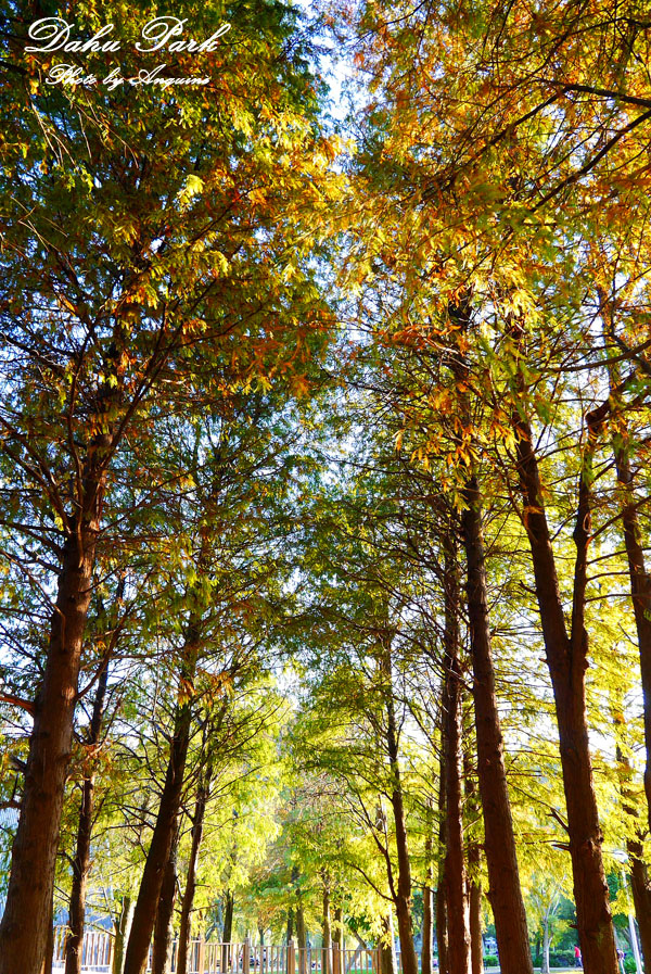 廖西瓜＠台北內湖大湖公園22
