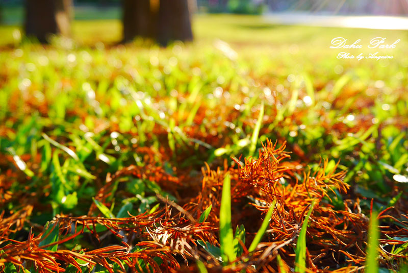 廖西瓜＠台北內湖大湖公園25