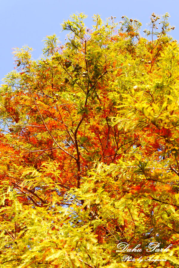 廖西瓜＠台北內湖大湖公園19