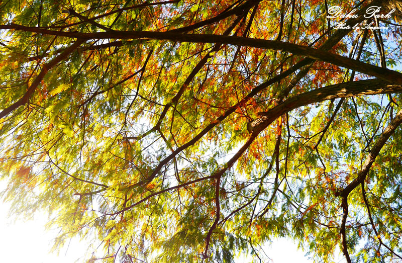 廖西瓜＠台北內湖大湖公園17