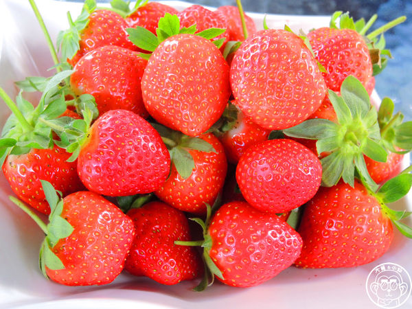 莓圃觀光休閒農園：作伙來企投【台北內湖･莓圃休閒觀光農園】庭園咖啡吃草莓料理