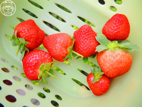 莓圃觀光休閒農園：作伙來企投【台北內湖･莓圃休閒觀光農園】庭園咖啡吃草莓料理