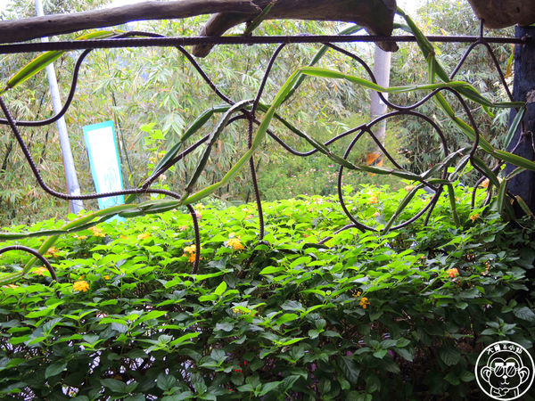 莓圃觀光休閒農園：作伙來企投【台北內湖･莓圃休閒觀光農園】庭園咖啡吃草莓料理