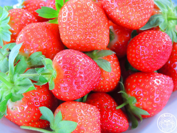 莓圃觀光休閒農園：作伙來企投【台北內湖･莓圃休閒觀光農園】庭園咖啡吃草莓料理