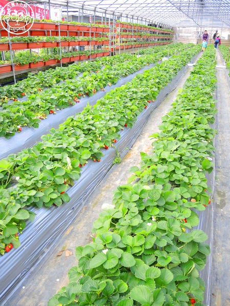莓圃觀光休閒農園：作伙來企投【台北內湖･莓圃休閒觀光農園】庭園咖啡吃草莓料理