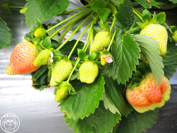莓圃觀光休閒農園：作伙來企投【台北內湖･莓圃休閒觀光農園】庭園咖啡吃草莓料理