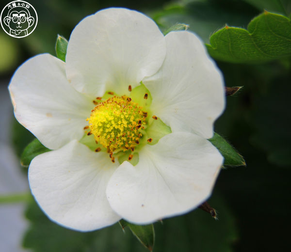 莓圃觀光休閒農園：作伙來企投【台北內湖･莓圃休閒觀光農園】庭園咖啡吃草莓料理