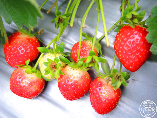 莓圃觀光休閒農園：作伙來企投【台北內湖･莓圃休閒觀光農園】庭園咖啡吃草莓料理
