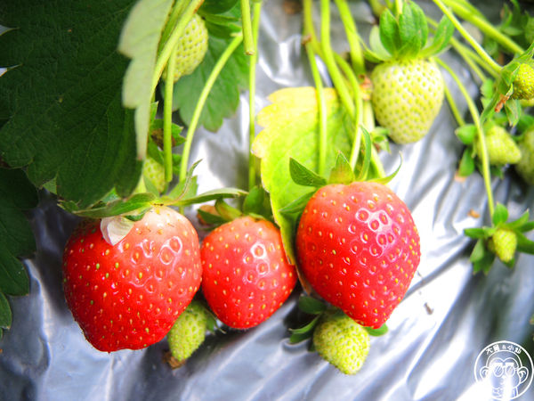 莓圃觀光休閒農園：作伙來企投【台北內湖･莓圃休閒觀光農園】庭園咖啡吃草莓料理