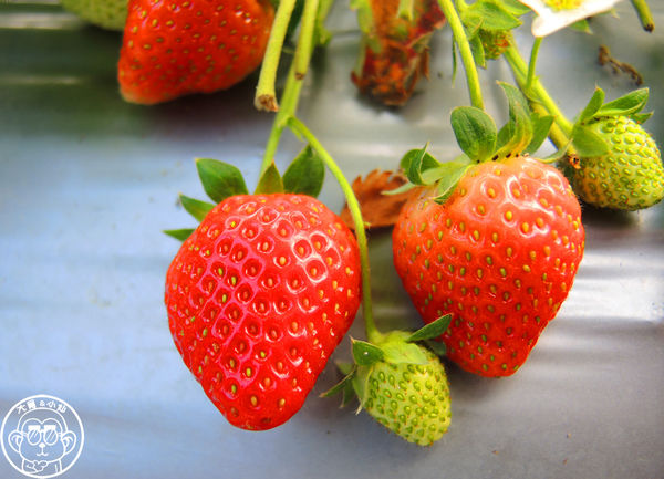 莓圃觀光休閒農園：作伙來企投【台北內湖･莓圃休閒觀光農園】庭園咖啡吃草莓料理